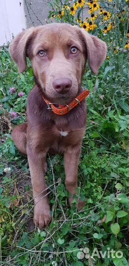 Лабрадор помесь