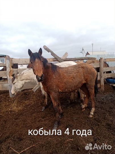 Продам лошадь