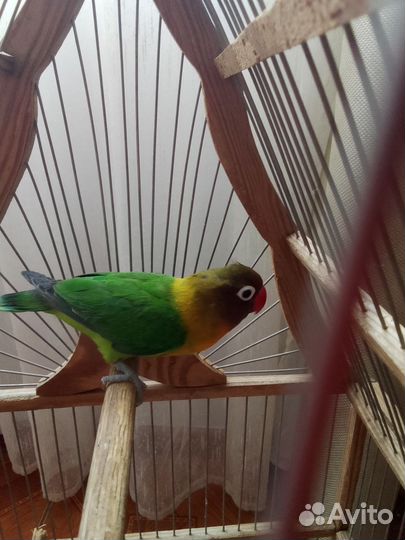 Неразлучник фишера