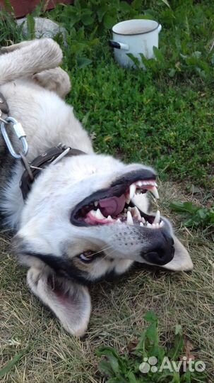 Вязка кобеля