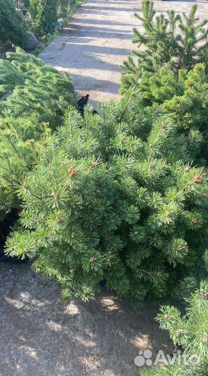 Горная сосна оптом С10 40-60 см