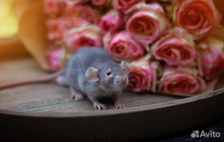 Крысята Devil