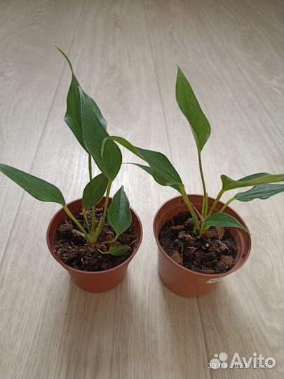 Антуриум Лилли