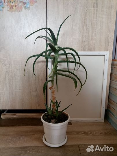 Комнатные домашние растения