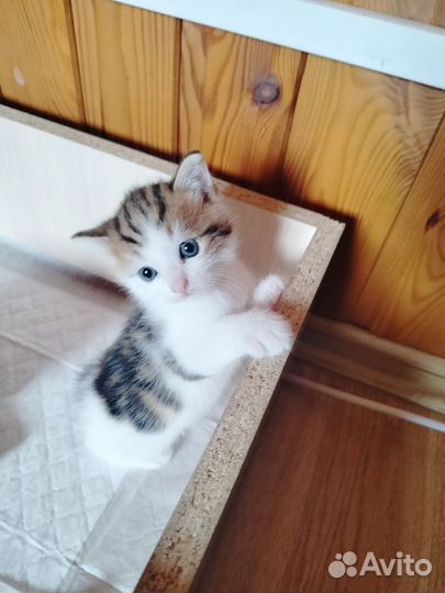 Кошки в добрые руки бесплатно