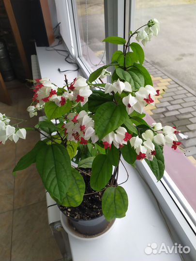 Клеродендрум Томпсона