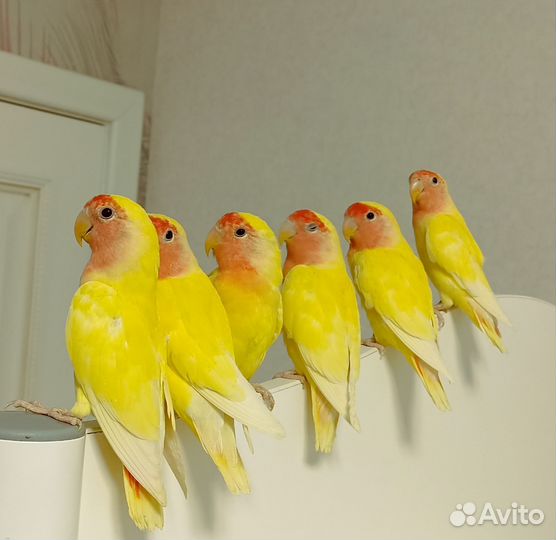 Птенцы неразлучника 2.5 месяца