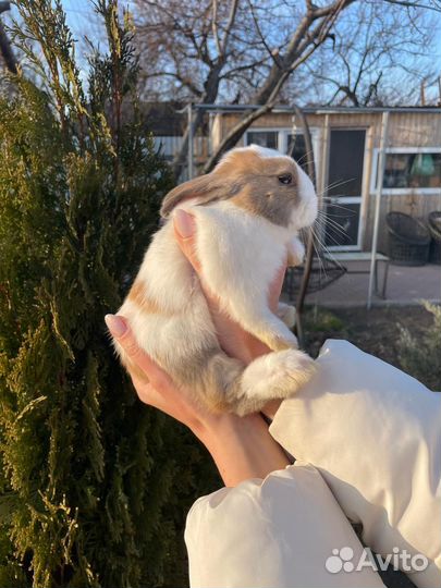 Декоративные кролики