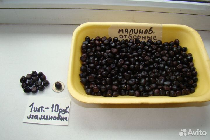 Семена древовидного пиона