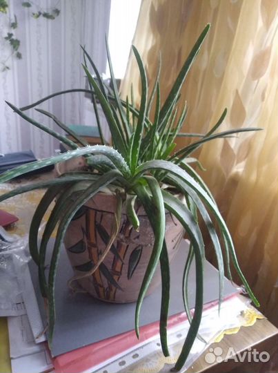 Алоэ лечебный