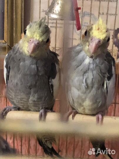 Попугай корелла птенец