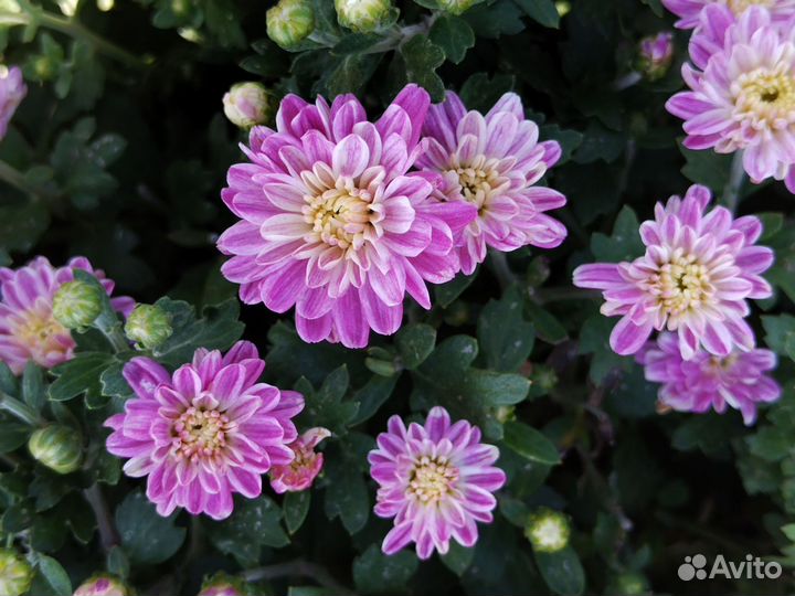 Хризантемы мультифлора