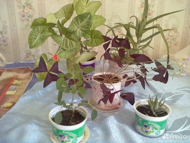 Цветы комнатные