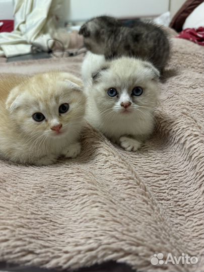 Котята вислоухие