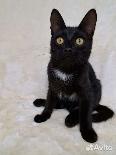 Котёнок Чарли