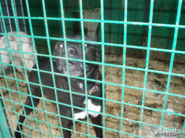 Метисы стаффор, фокс, вельш терьер, бигль, хаски