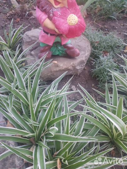 Хлорофитум