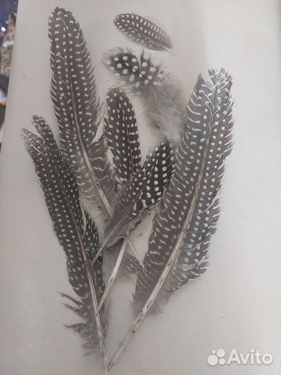 Перья павлина и фазана, цена за все