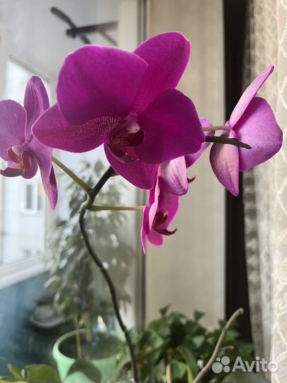 Детки орхидей