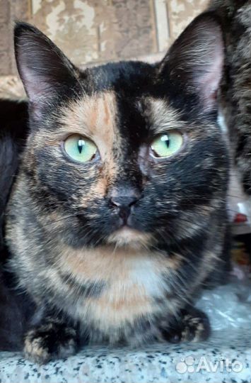 Кошка
