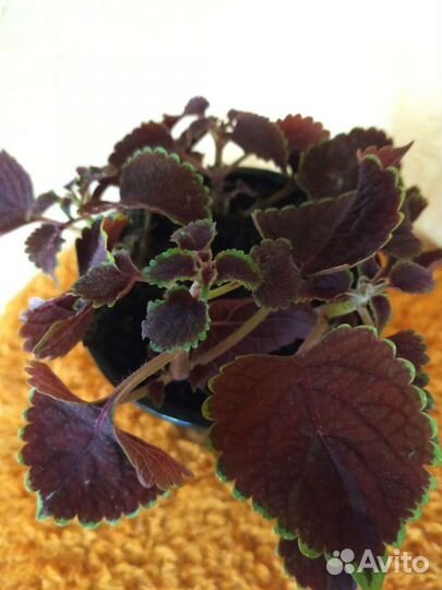 Домашние цветы