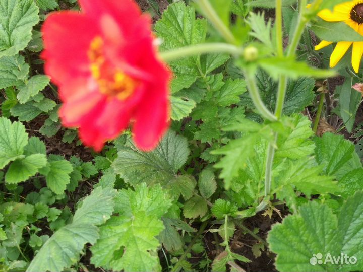 Гравилат чилийский