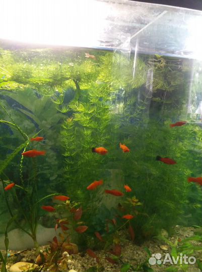 Рыбы, растения