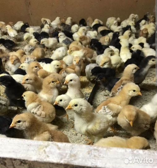В продаже молодняк птицы
