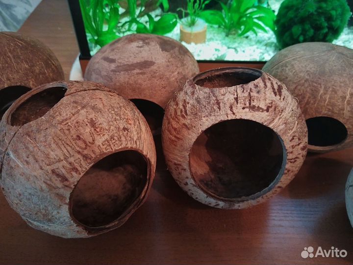 Улитка Хелена, декор кокос