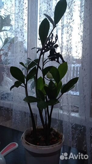 Замиокулькас