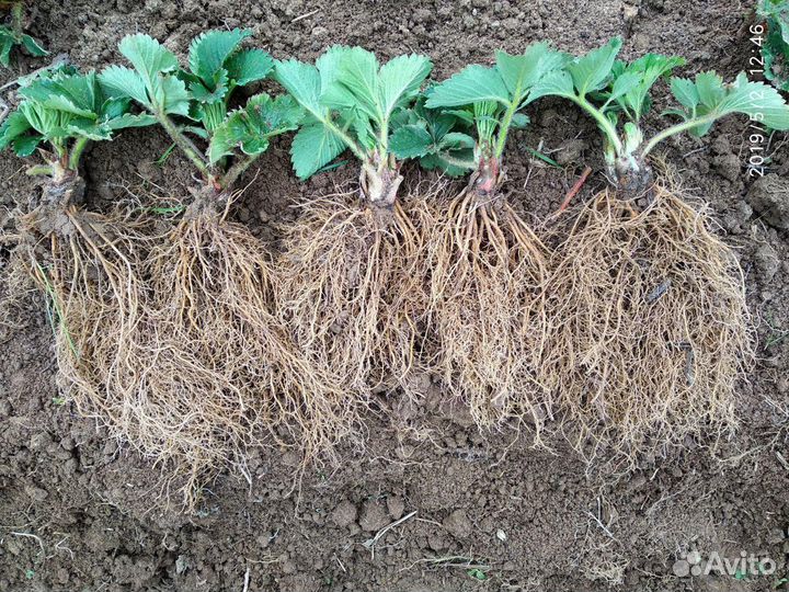 Клубника 49 ранних сортов