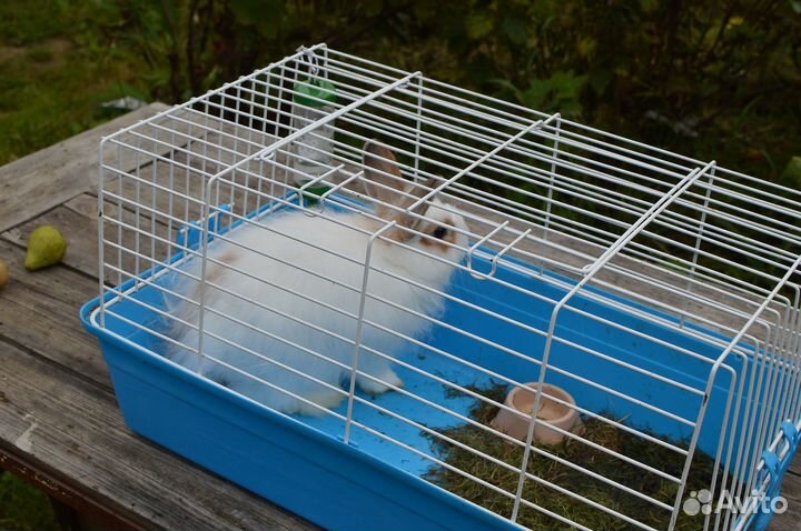 Декоративные кролики