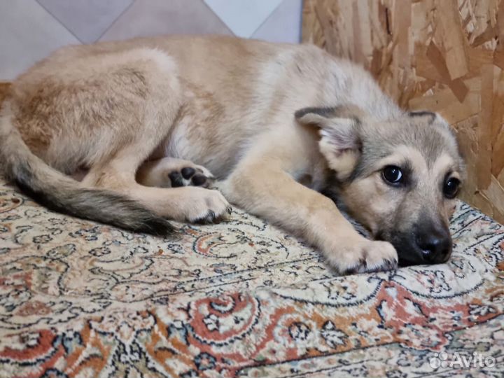 Щенок из приюта в добрые руки