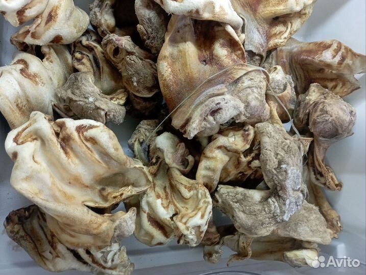 Мясо говядина,птица, на корм закупаю