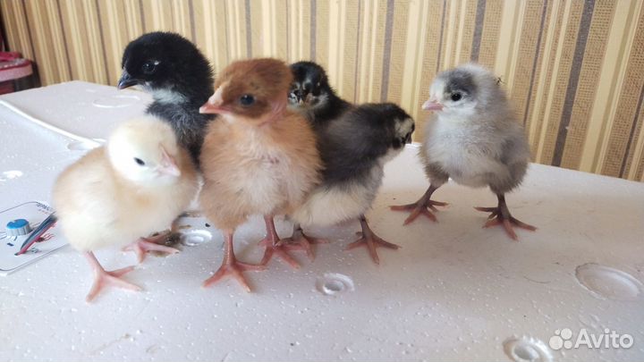 Цыпляты кур мясо-яичные породы