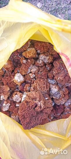 Грибы строчки свежие