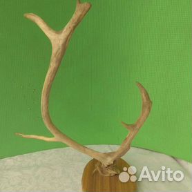 Рог лося — природный материал для изделий прикладного искусства