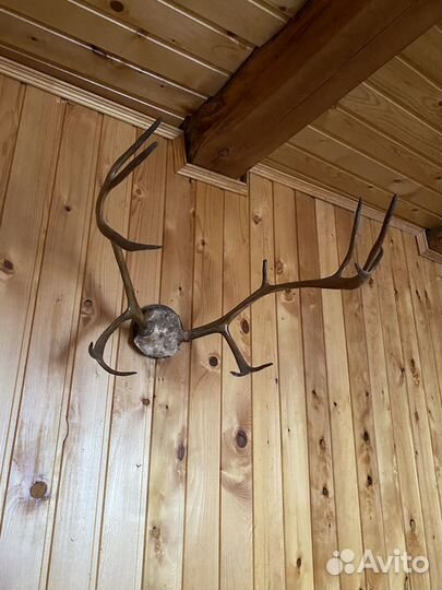Рога оленя