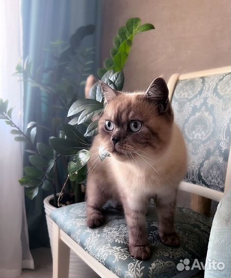 Кот ищет дом