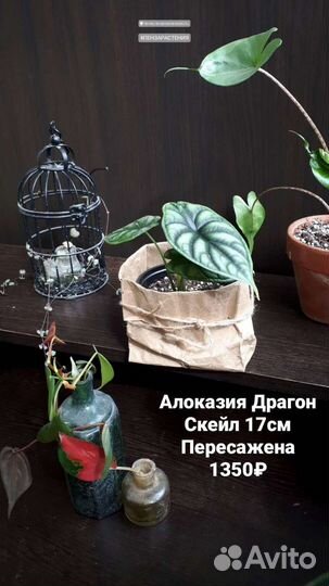 Алоказия Dragon Scale