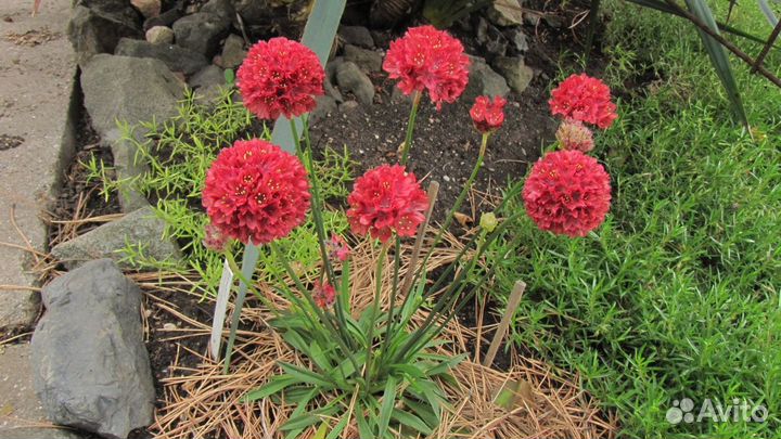 Садовые многолетники