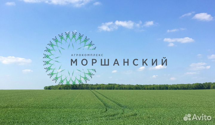 Семена трав