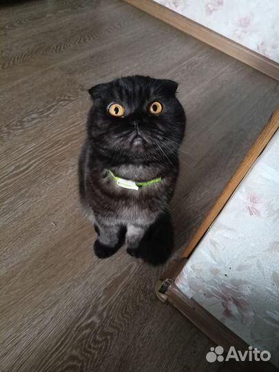 Вязка шотландской кошки