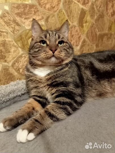 Мраморный кот в дар