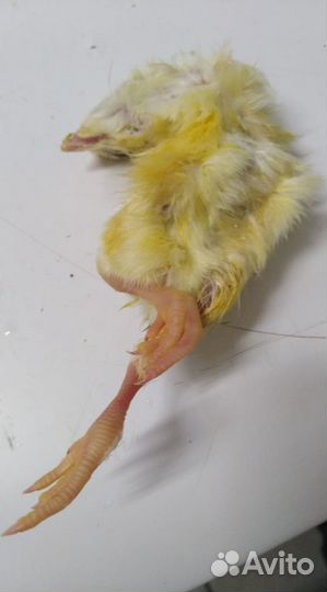 Цыплята суточные замороженные
