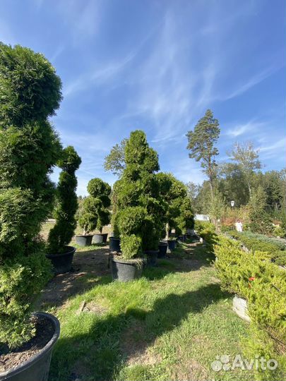 Туя Брабант Чупа-Чупс 0,6 м