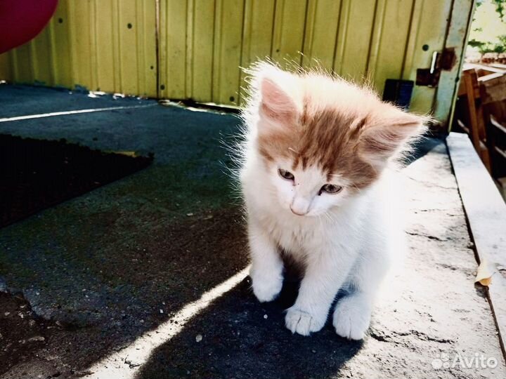 Рыжий котенок