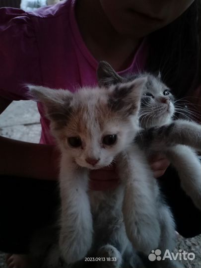 Котята в добрые руки