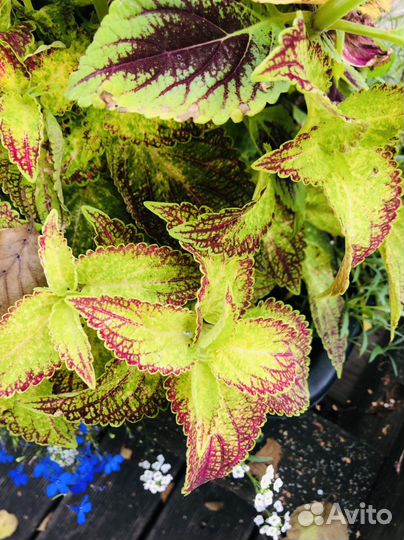 Колеусы сортовые