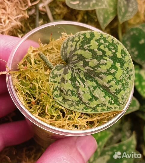 Сциндапсус 